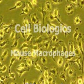 C57BL/6 Mouse Bone Marrow Macrophages (Frozen Cells) C57BL/6 Mouse Bone Marrow Macrophages (Frozen Cells)